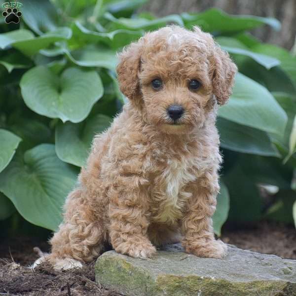 Tessa, Toy Poodle Puppy