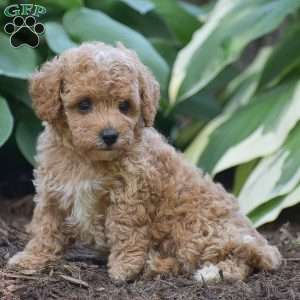 Tessa, Toy Poodle Puppy