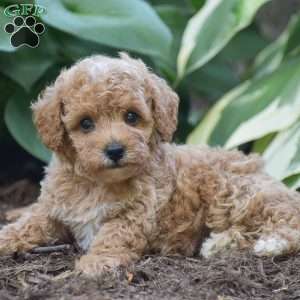 Tessa, Toy Poodle Puppy