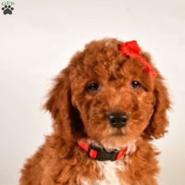 Rusty, Mini Goldendoodle Puppy