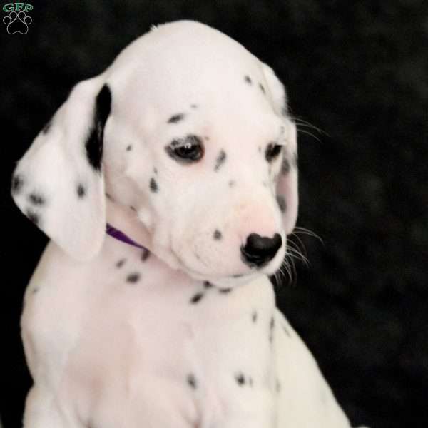 Gaia, Dalmatian Puppy