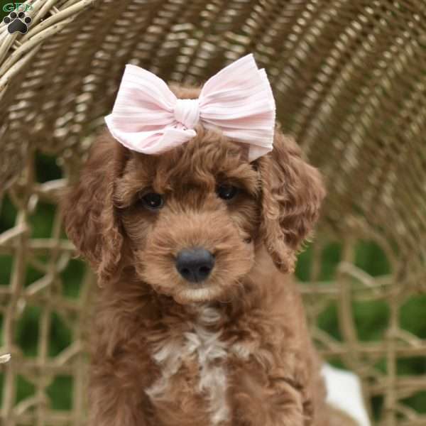 Lucy, Mini Goldendoodle Puppy