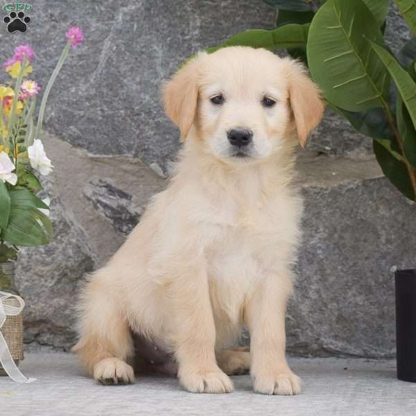 Johnny, Golden Retriever Puppy