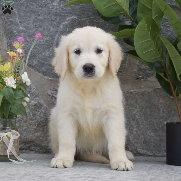 Julie, Golden Retriever Puppy