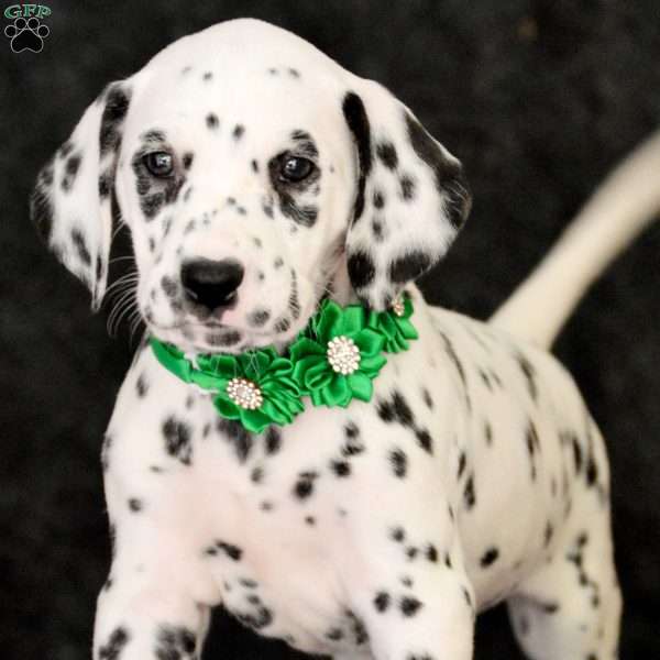 Apollo, Dalmatian Puppy