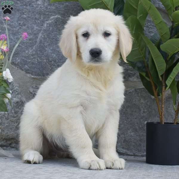 Jessica, Golden Retriever Puppy