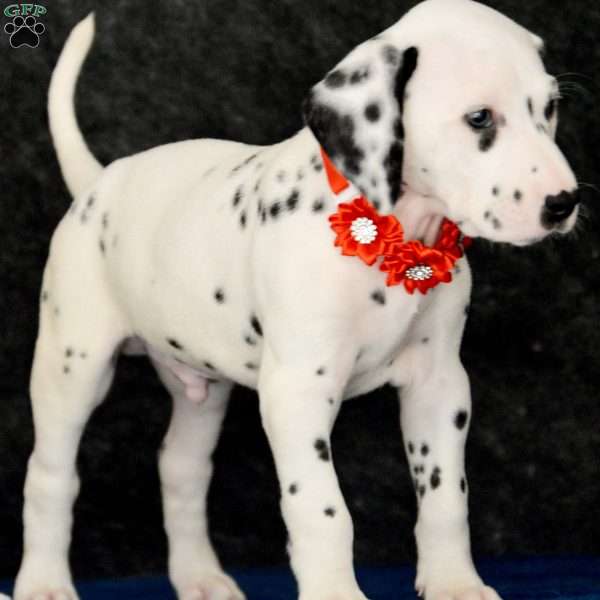 Achilles, Dalmatian Puppy