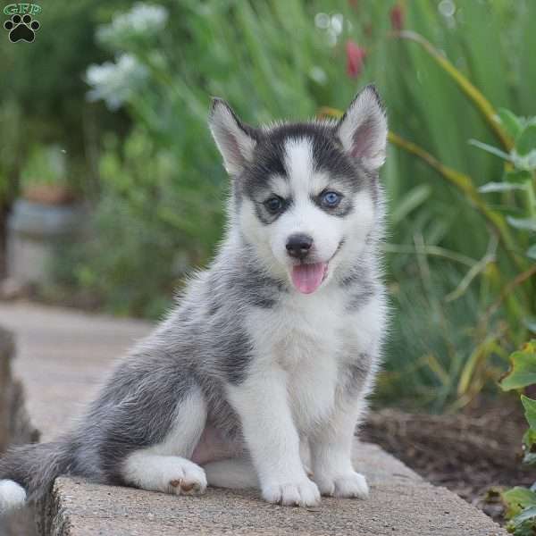 Holly, Pomsky Puppy