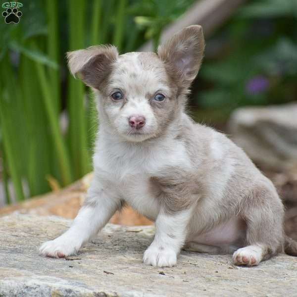 Ethan, Chihuahua Puppy