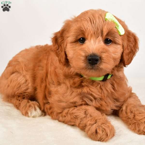 Chester, Mini Goldendoodle Puppy