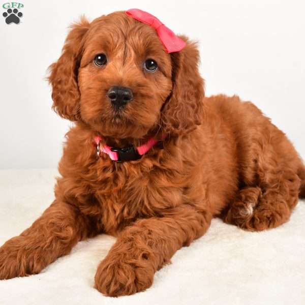 Carly, Mini Goldendoodle Puppy