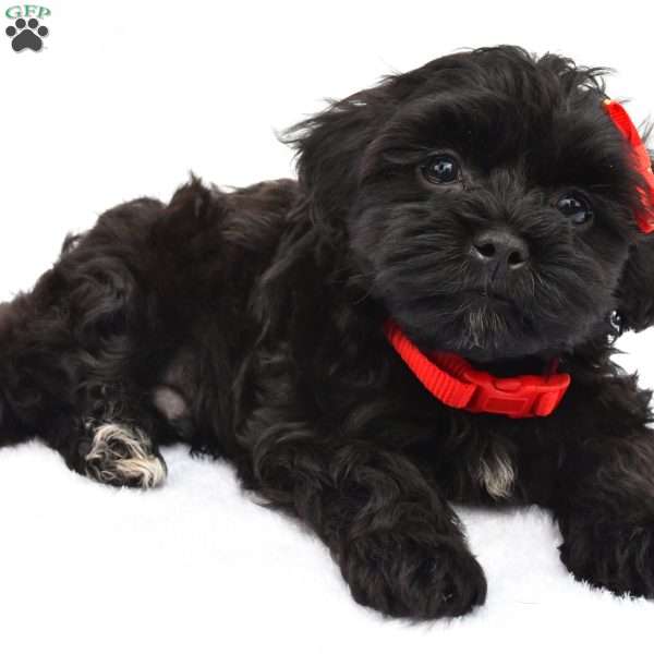 Alex, Shih-Poo Puppy