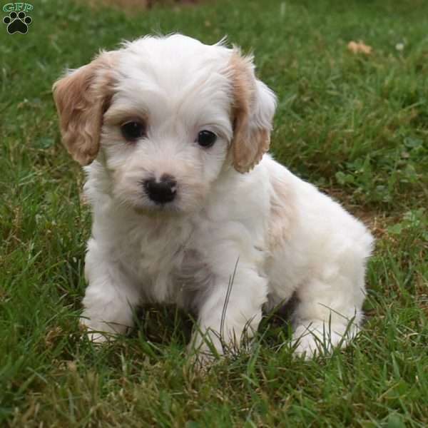 Patrick, Cavachon Puppy