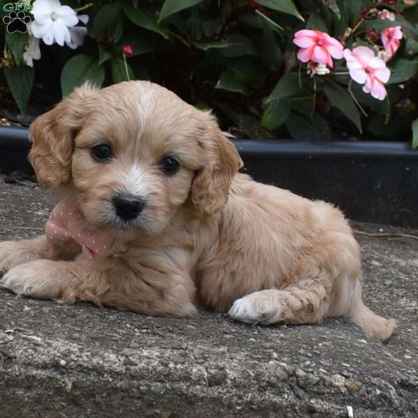 Patricia, Cavachon Puppy