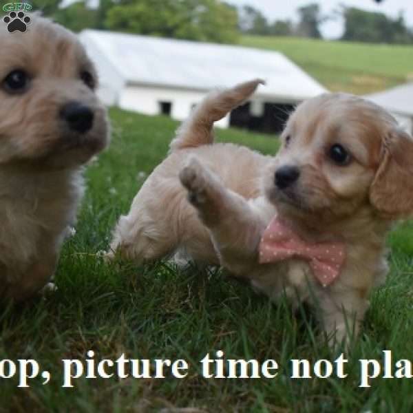 Petunia, Cavachon Puppy