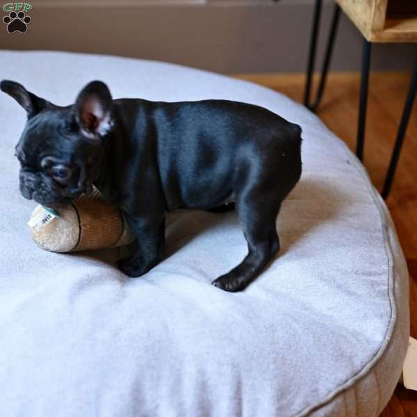 Coco, French Bulldog Puppy