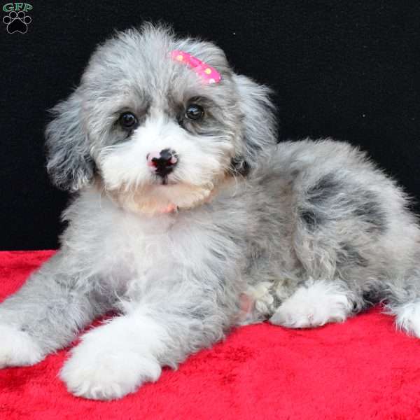 Reba F1B, Mini Sheepadoodle Puppy