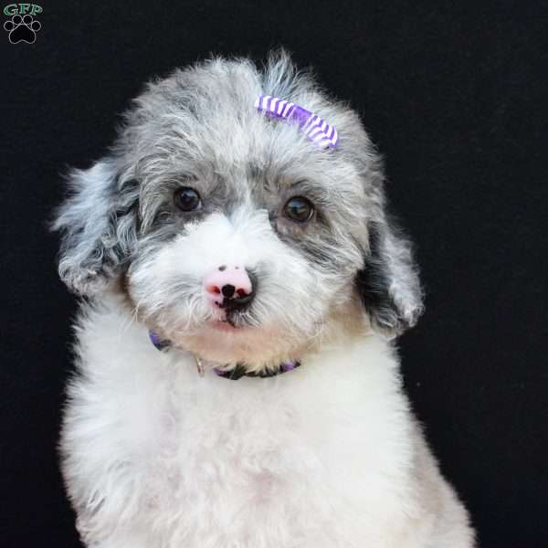 Raven F1B, Mini Sheepadoodle Puppy