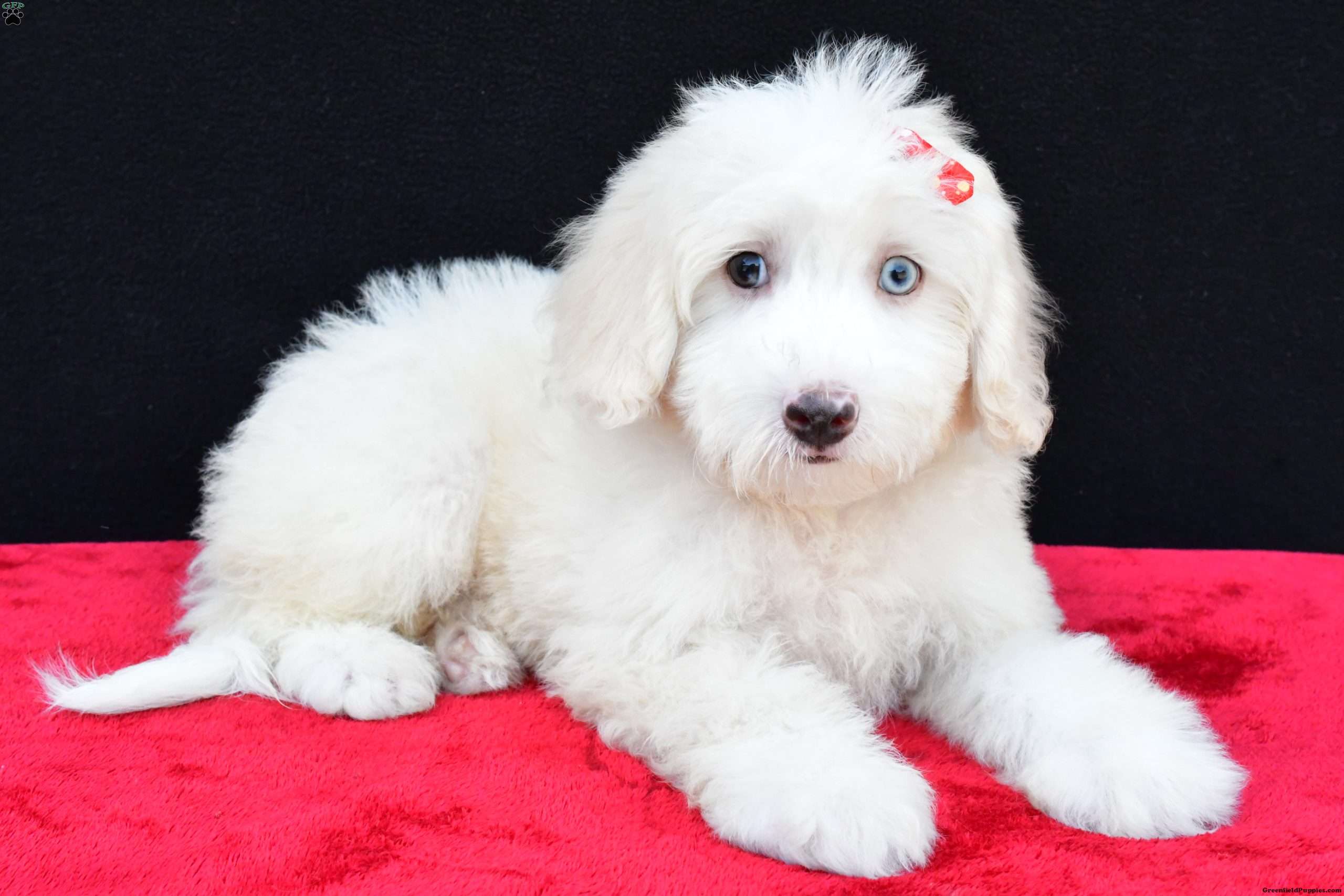 Ranger F1B - Mini Sheepadoodle Puppy For Sale in Ohio