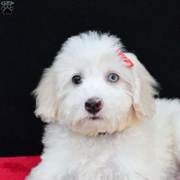 Ranger F1B, Mini Sheepadoodle Puppy