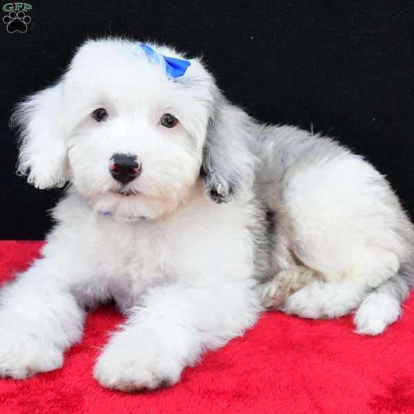 Rocky F1B, Mini Sheepadoodle Puppy