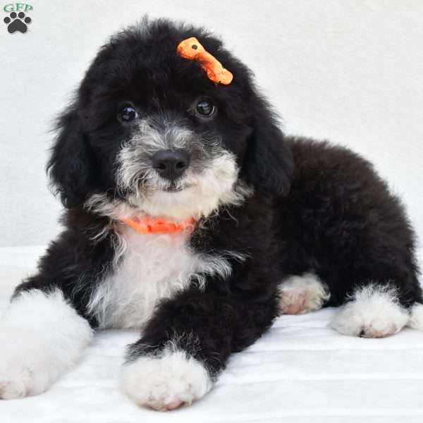 Ryder F1B, Mini Sheepadoodle Puppy