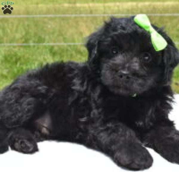 Edward, Mini Aussiedoodle Puppy