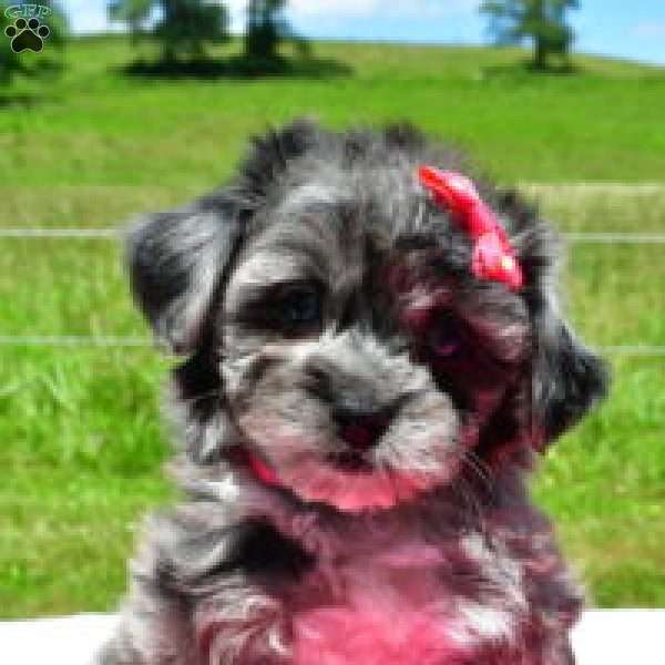 Emma, Mini Aussiedoodle Puppy