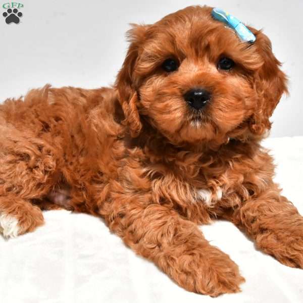 Boomer, Cavapoo Puppy