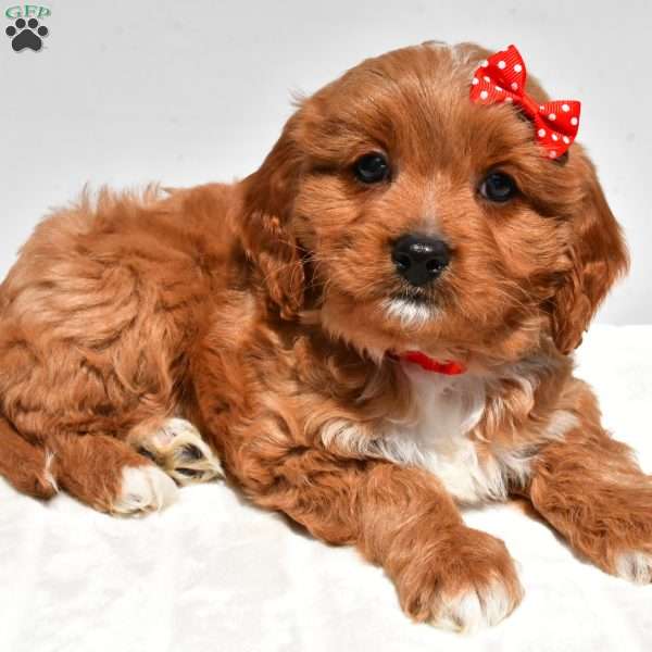 Barney, Cavapoo Puppy