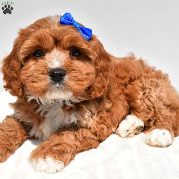 Blaze, Cavapoo Puppy