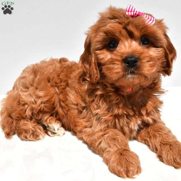 Bella, Cavapoo Puppy