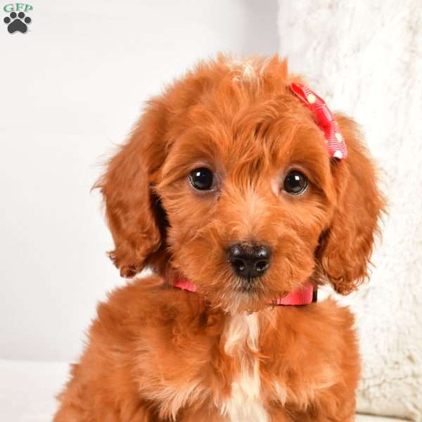 Lola F1B, Cavapoo Puppy