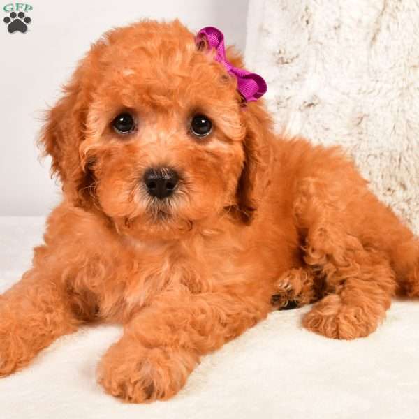 Lucy F1B, Cavapoo Puppy