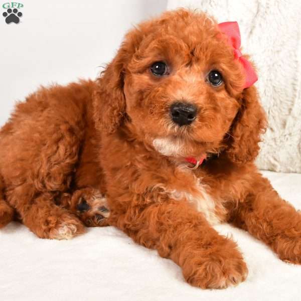 Lexi F1B, Cavapoo Puppy