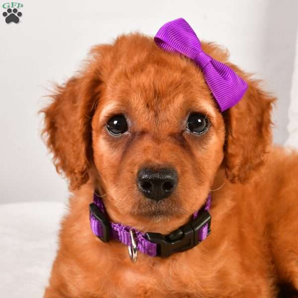 Layla F1B, Cavapoo Puppy