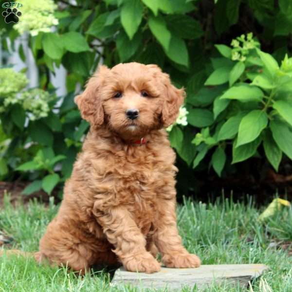 Dahlia, Mini Goldendoodle Puppy