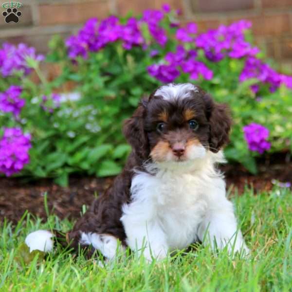 Dahlia, Cockapoo Puppy