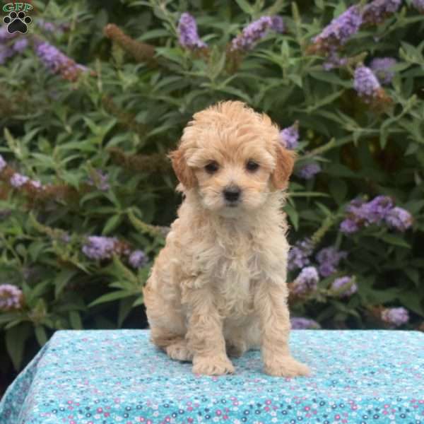 Daisy, Maltipoo Puppy