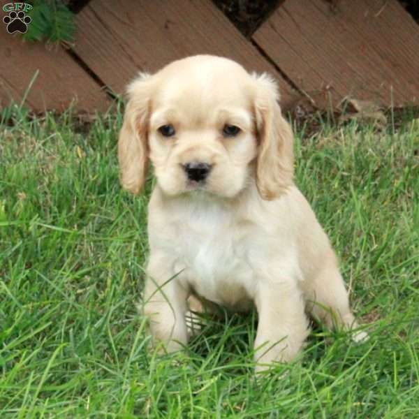 Daisy, Cocker Spaniel Puppy