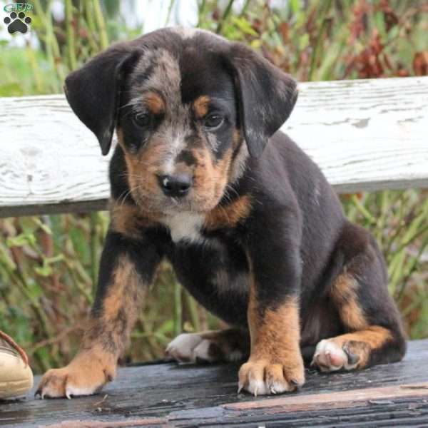 Daisy, English Bulldog Mix Puppy