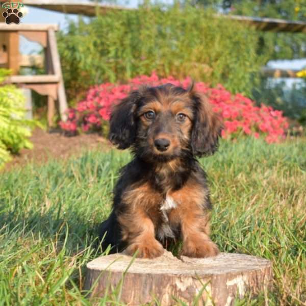 Daisy-Mini, Dachshund Puppy