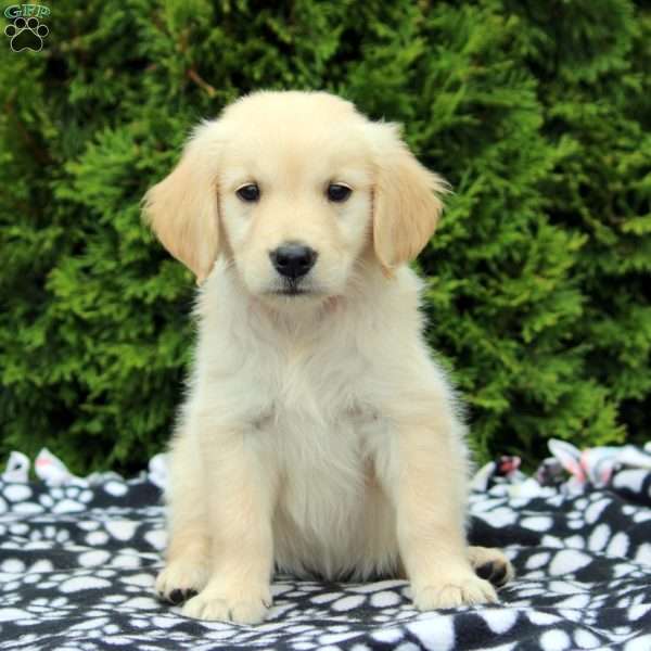 Daisy, Golden Retriever Puppy