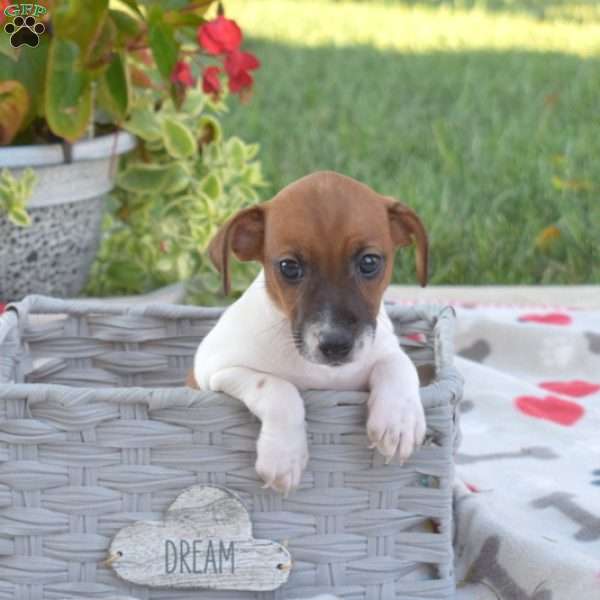 Daisy, Jack Russell Terrier Puppy