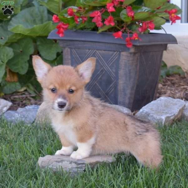 Daisy, Pembroke Welsh Corgi Puppy