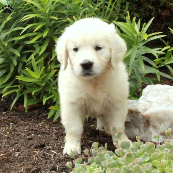 Daisy, English Cream Golden Retriever Puppy