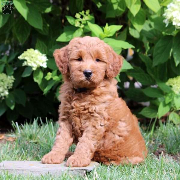 Daisy, Mini Goldendoodle Puppy