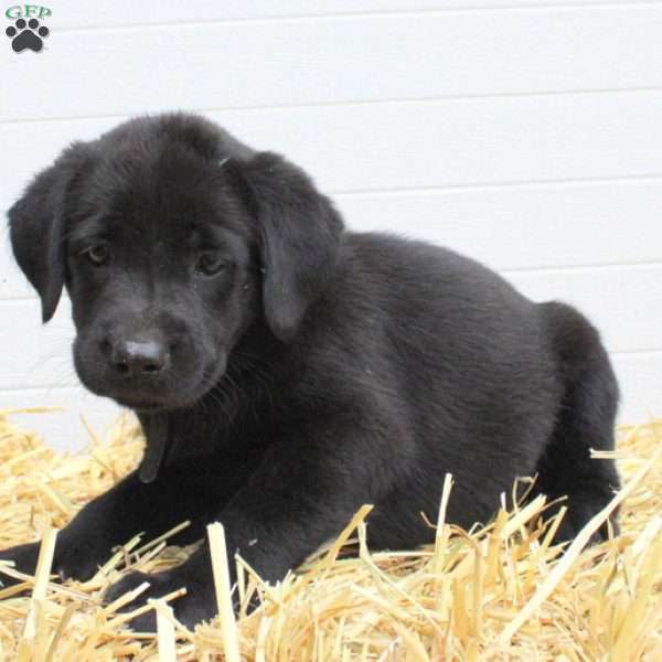 Daisy, Labrador Mix Puppy