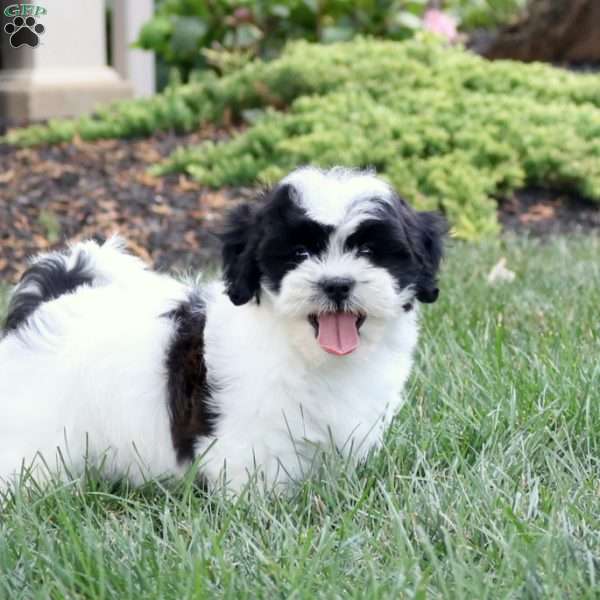 Daisy, Teddy Bear Puppy