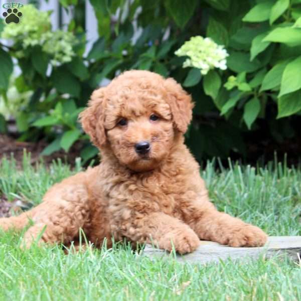 Dakota, Mini Goldendoodle Puppy